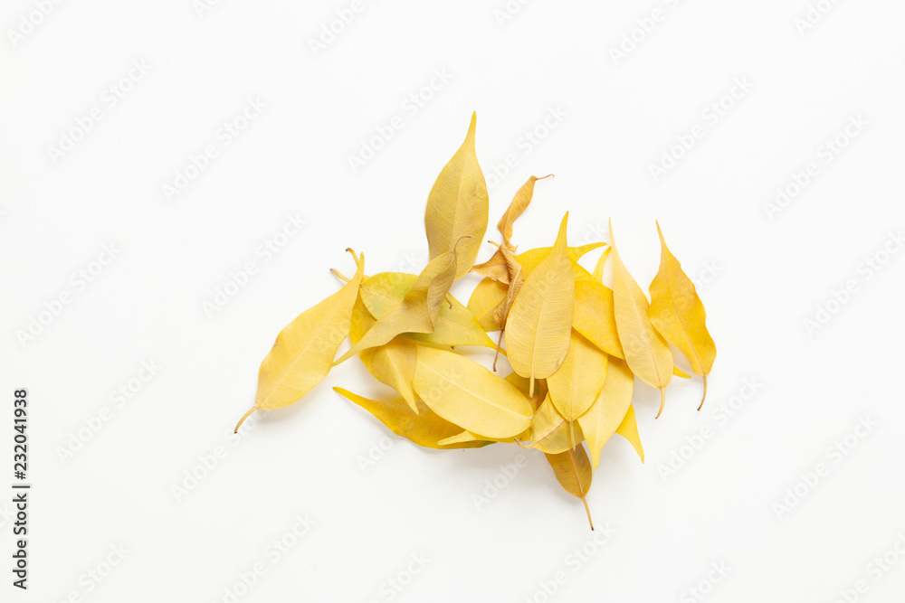 Bunch of yellow leaves of Benjamin ficus on white background.