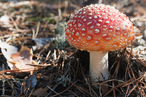 Poisonous mushroom, amanita among dry needles . Candid.