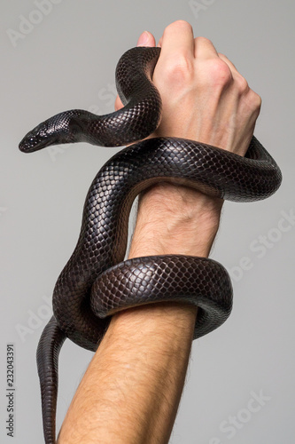The royal serpent, Nigrita, encircles the male hand. Gray background.