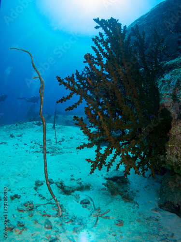 coral under the sea