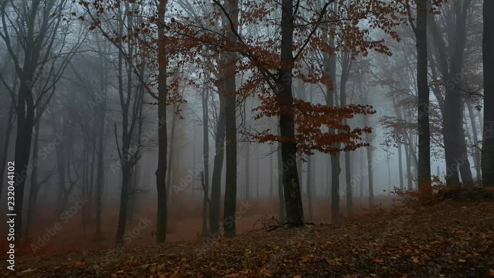 Walking in foggy forest during moody autumn day. Red leaves trees in silhouettes. Creepy woods
