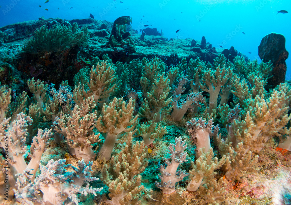 Fototapeta premium coral under the sea