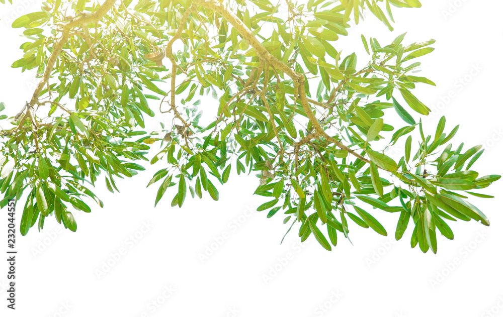Green leaves isolate on white background, Design background.