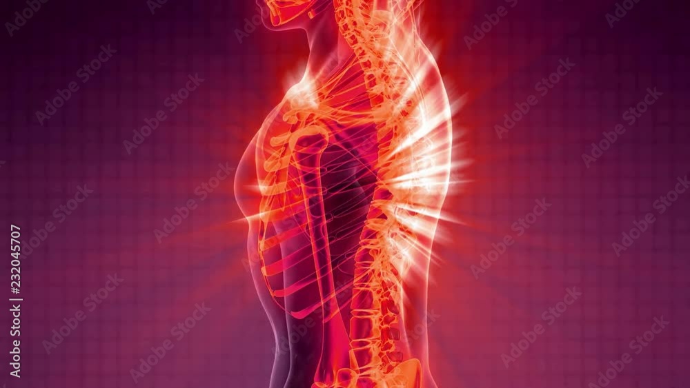science anatomy of human body in x-ray with skeleton bones science anatomy of human body in x-ray with skeleton bones
