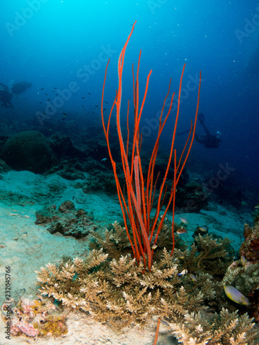 coral under the sea