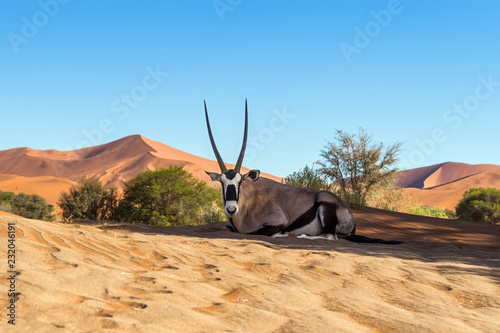 Gemsbok, or South African oryx (Oryx gazella) resting on the sand in Sossusvlei dunes, Namibia.
