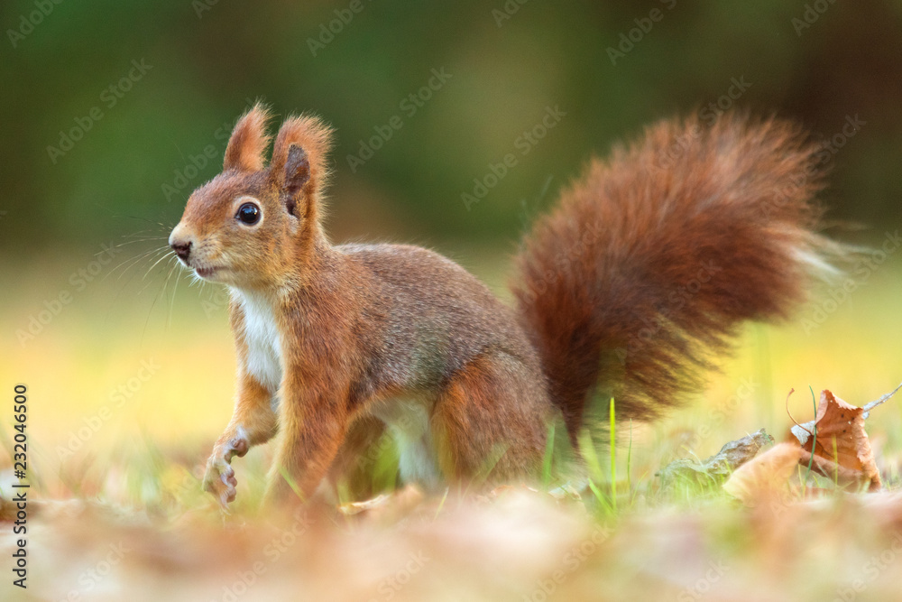 Red Squirrel - Sciurus vulgaris Red Squirrel - Sciurus vulgaris