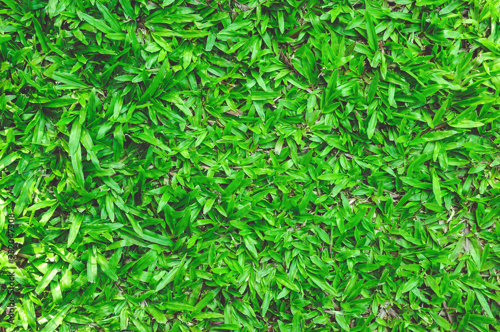 Green lawn for background, Green grass texture background. Green lawn for background, Green grass texture background.