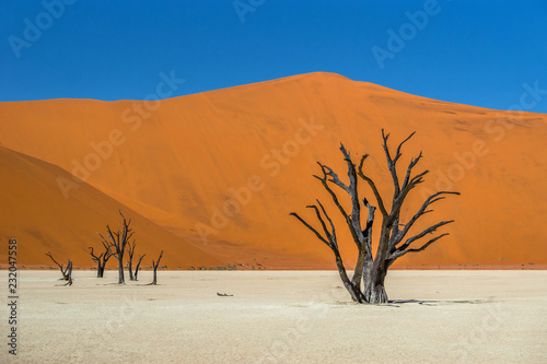 Dead Camelthorn Trees in Deadvlei  Sossusvlei. Namib-Naukluft National Park  Namibia  Africa.