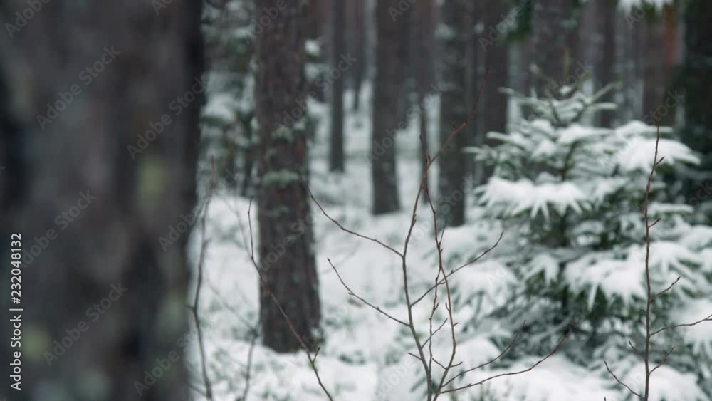 Little spruce tree in snow covered forest in winter Little spruce tree in snow covered forest in winter