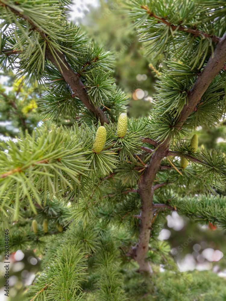 Tree Green color Growth Plant branch day no people focus on foreground pine leaf beauty in Nature part close-up Tree Green color Growth Plant branch day no people focus on foreground pine leaf beauty in Nature part close-up