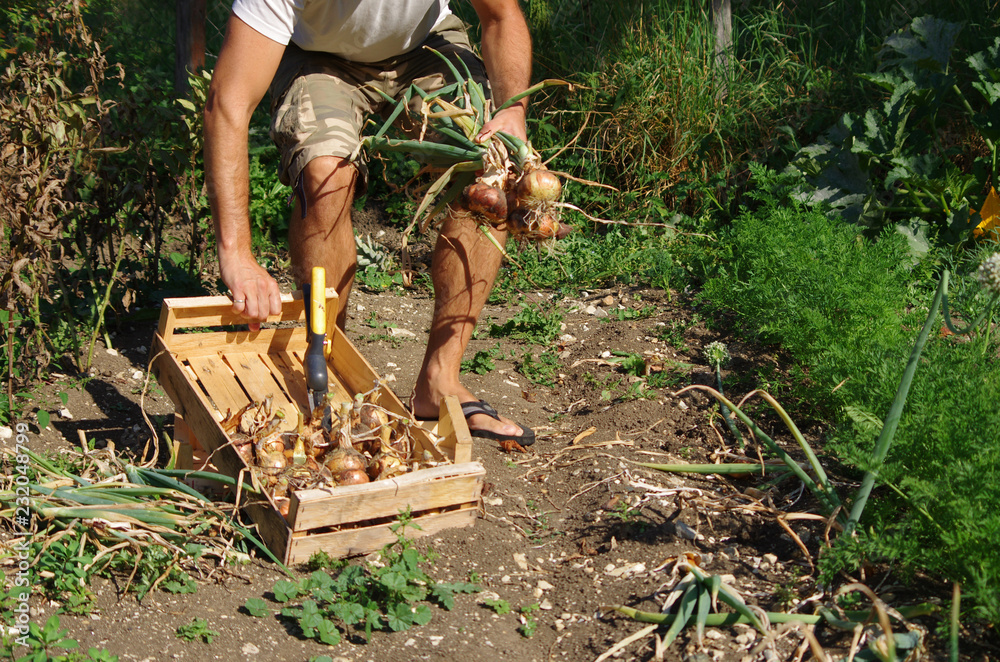 Fototapeta premium récolte d'oignons au potager