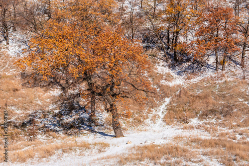 Beautiful winter landscape, background - trees with autumn orange leaves on the mountainside and fresh snow © Stanislav Ostranitsa
