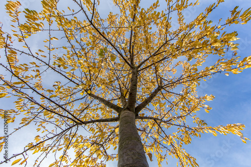 herbstbaum photo