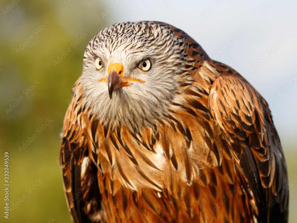 Obraz premium Birds of Prey Centre