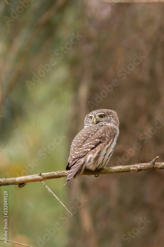 Owls - Pygmy Owl (Glaucidium passerinum)