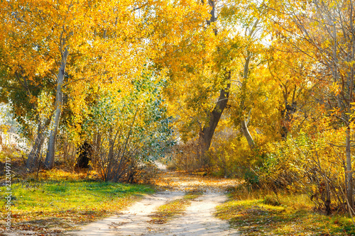 dirt road through the autumn deciduous forest in autumn.