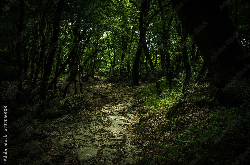Stone path in dense thick green forest, Monastery Ostrog, Montenegro