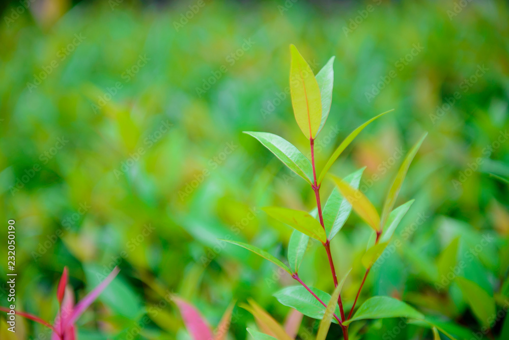 Green leaf on blurred background in garden with copy space Green leaf on blurred background in garden with copy space