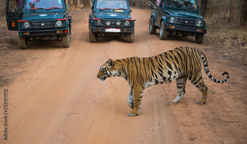 The Bengal Tiger