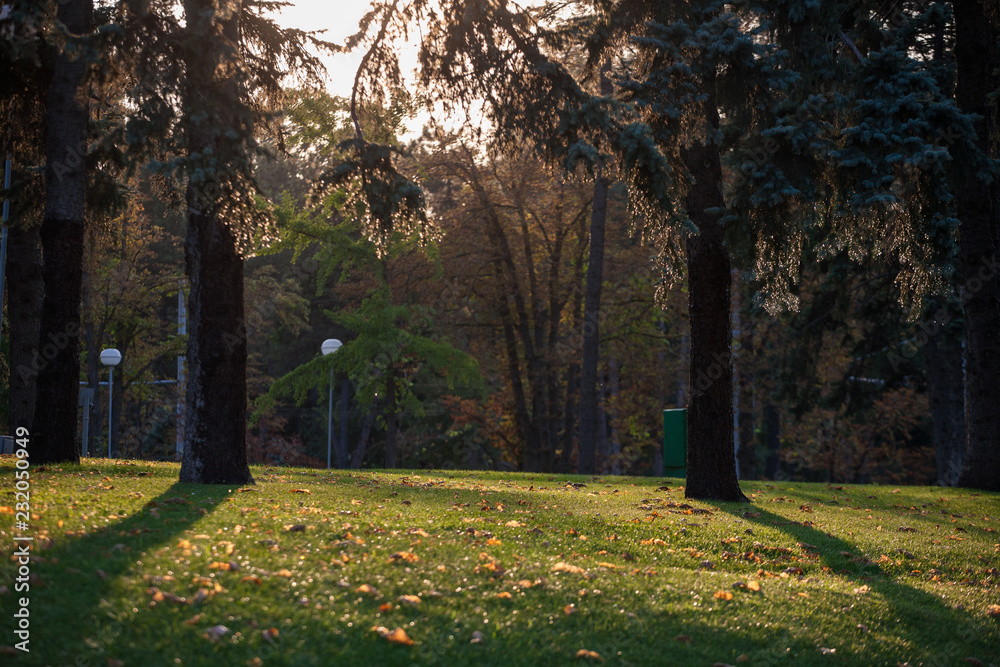 Naklejka premium Green landscape with sun rays shining through branches of trees,