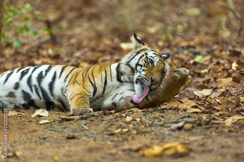 Tiger Licking his paw