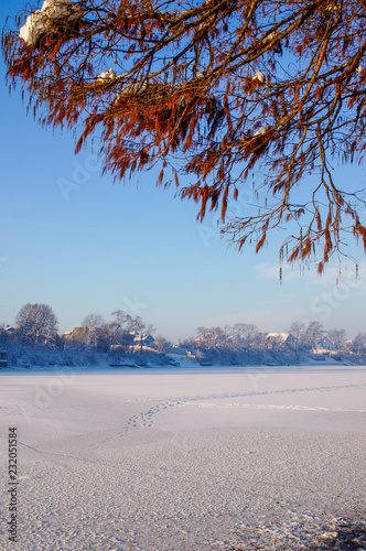 Winter landscape with frozen lake, snow covered trees in the background and an Autumn colored tree branch in the foreground. Mogosoaia Lake, Romania. photo