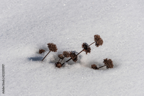 Closeup of frozen dried plants covered by snow on a freezing winter day. Extreme cold weather concept. photo