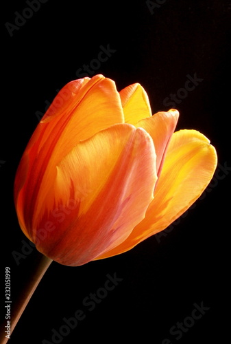 red tulip on black background #232051999