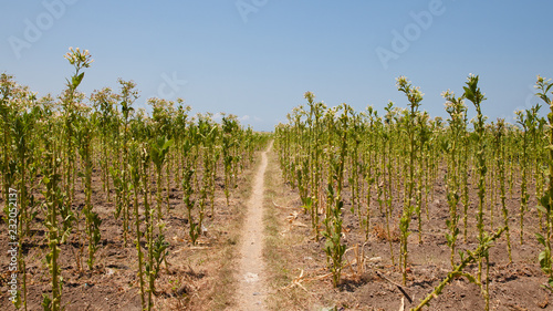 tobacco field in Indonesia photo