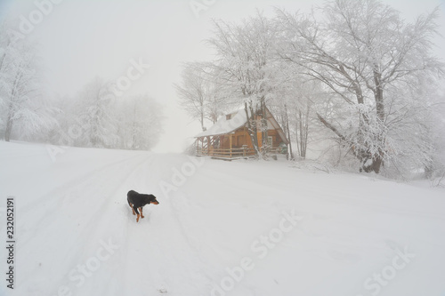 Foggy day, hoarfrost and stray dog on cold and snow © fotocof