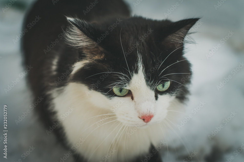 portrait of a cat white and black