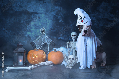 Halloween Hundeshooting im Studio  photo