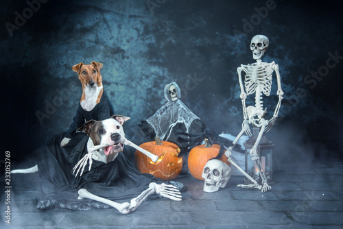 Halloween Hundeshooting im Studio  photo