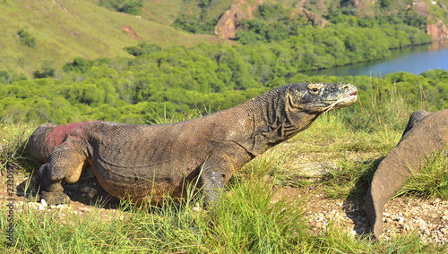 Komodo dragon ( Varanus komodoensis ) in natural habitat. Bigges