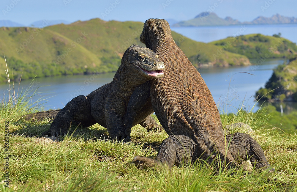 Fototapeta premium The Fighting of Comodo dragons (Varanus komodoensis) for domination. Island Rinca. Indonesia.