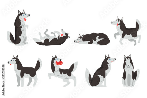 Siberian husky character sett, dog in different actions vector Illustrations on a white background