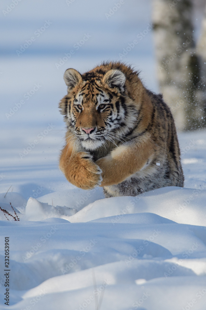 Obraz premium Tygrys syberyjski na śniegu (Panthera tigris)
