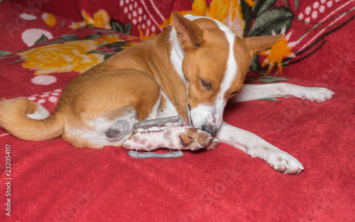 Basenji dog is trying to lick clean near metal strange thing in hind feet. Dog had surgery after the paw fracture