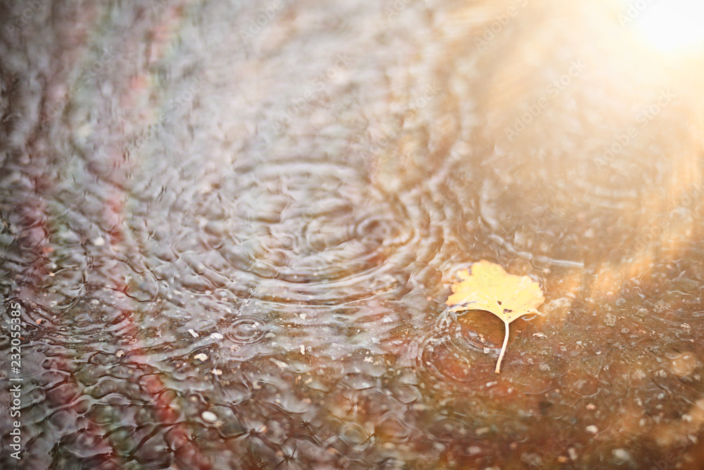 Fototapeta premium Autumn rain in the park
