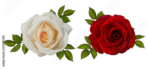 rose isolated on white background