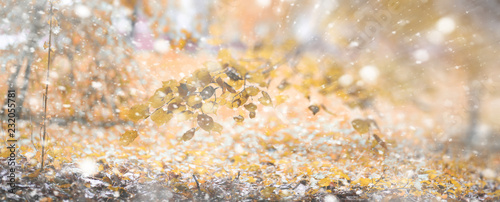 Background autumn park in the first snow