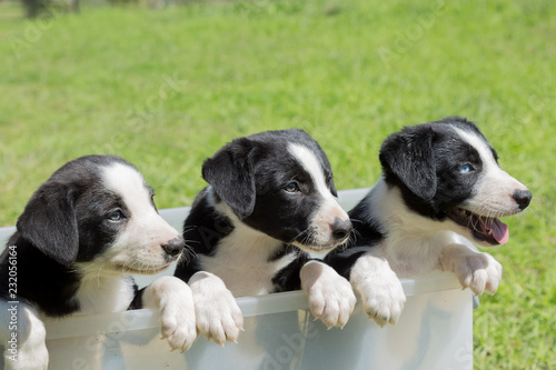 Three Border Collie pups looking out of a plastic tub, with a green grass background.