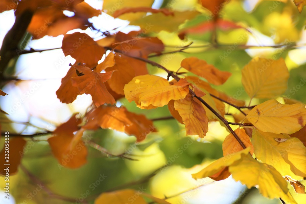 Fototapeta premium An Image of a autumn