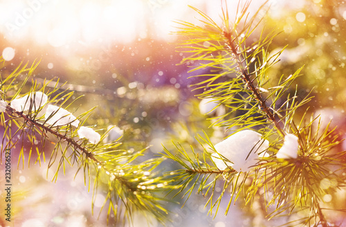 Winter bright background with snowy pine branches in the sun