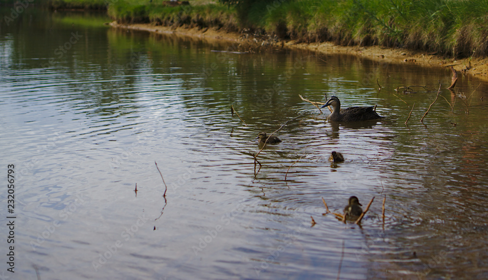 Ducks in lake