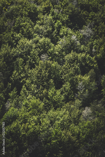 alberi appennino romagnolo © GMT Photography