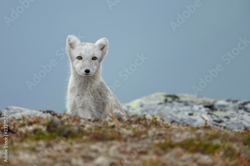 Arctic fox in a fall setting on a cold part of Norway