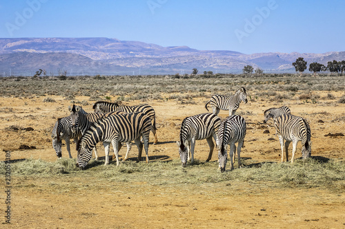 A herd of Zebras  Equus zebra zebra  in a meadow. South Africa.