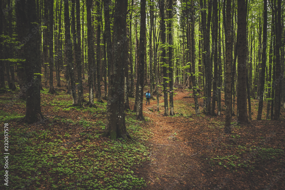 trekking nel bosco